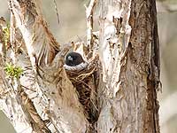 White-breasted Woodswallow nest